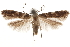  ( - CCDB-31100-D11)  @11 [ ] CreativeCommons - Attribution (2018) CBG Photography Group Centre for Biodiversity Genomics