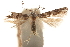  (Exoteleia anomala - CCDB-31100-F10)  @11 [ ] CreativeCommons - Attribution (2018) CBG Photography Group Centre for Biodiversity Genomics