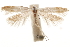  ( - CCDB-31100-F12)  @11 [ ] CreativeCommons - Attribution (2018) CBG Photography Group Centre for Biodiversity Genomics