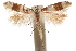  (Exoteleia grapnicella - CCDB-31100-G03)  @11 [ ] CreativeCommons - Attribution (2018) CBG Photography Group Centre for Biodiversity Genomics
