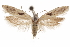 ( - CCDB-31100-H09)  @11 [ ] CreativeCommons - Attribution (2018) CBG Photography Group Centre for Biodiversity Genomics