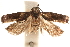  ( - CCDB-31101-H04)  @11 [ ] CreativeCommons - Attribution (2018) CBG Photography Group Centre for Biodiversity Genomics