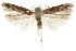  ( - CCDB-31102-B11)  @11 [ ] CreativeCommons - Attribution (2018) CBG Photography Group Centre for Biodiversity Genomics