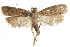  ( - CCDB-31102-E10)  @11 [ ] CreativeCommons - Attribution (2018) CBG Photography Group Centre for Biodiversity Genomics