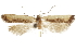  ( - CCDB-31102-G12)  @11 [ ] CreativeCommons - Attribution (2018) CBG Photography Group Centre for Biodiversity Genomics