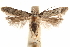  ( - CCDB-31103-A03)  @13 [ ] CreativeCommons - Attribution (2018) CBG Photography Group Centre for Biodiversity Genomics
