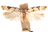  (Taygete platysoma - CCDB-31103-A07)  @11 [ ] CreativeCommons - Attribution (2018) CBG Photography Group Centre for Biodiversity Genomics