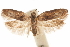  ( - CCDB-31103-A10)  @11 [ ] CreativeCommons - Attribution (2018) CBG Photography Group Centre for Biodiversity Genomics