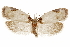  ( - CCDB-31103-C12)  @11 [ ] CreativeCommons - Attribution (2018) CBG Photography Group Centre for Biodiversity Genomics