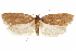 (Doina inconspicua - CCDB-31103-D08)  @11 [ ] CreativeCommons - Attribution (2018) CBG Photography Group Centre for Biodiversity Genomics