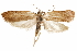  (Doina lagneia - CCDB-31103-D09)  @11 [ ] CreativeCommons - Attribution (2018) CBG Photography Group Centre for Biodiversity Genomics