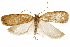  (Doina paralagneia - CCDB-31103-D12)  @11 [ ] CreativeCommons - Attribution (2018) CBG Photography Group Centre for Biodiversity Genomics