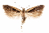  ( - CCDB-31104-B06)  @11 [ ] CreativeCommons - Attribution (2018) CBG Photography Group Centre for Biodiversity Genomics