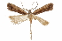  ( - CCDB-31104-C12)  @11 [ ] CreativeCommons - Attribution (2018) CBG Photography Group Centre for Biodiversity Genomics
