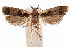  ( - CCDB-31104-D04)  @11 [ ] CreativeCommons - Attribution (2018) CBG Photography Group Centre for Biodiversity Genomics