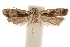  ( - CCDB-31104-D05)  @11 [ ] CreativeCommons - Attribution (2018) CBG Photography Group Centre for Biodiversity Genomics