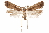  ( - CCDB-31104-D10)  @11 [ ] CreativeCommons - Attribution (2018) CBG Photography Group Centre for Biodiversity Genomics