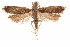  (Dichomeris sylphe - CCDB-31104-D12)  @11 [ ] CreativeCommons - Attribution (2018) CBG Photography Group Centre for Biodiversity Genomics