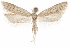  ( - CCDB-31104-F04)  @11 [ ] CreativeCommons - Attribution (2018) CBG Photography Group Centre for Biodiversity Genomics