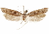 ( - CCDB-31104-G04)  @11 [ ] CreativeCommons - Attribution (2018) CBG Photography Group Centre for Biodiversity Genomics