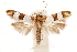  ( - CCDB-31104-G09)  @11 [ ] CreativeCommons - Attribution (2018) CBG Photography Group Centre for Biodiversity Genomics