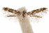  ( - CCDB-31442-B08)  @11 [ ] CreativeCommons - Attribution (2018) CBG Photography Group Centre for Biodiversity Genomics