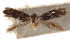  ( - CCDB-31442-B09)  @11 [ ] CreativeCommons - Attribution (2018) CBG Photography Group Centre for Biodiversity Genomics