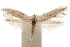  (Hemiprosopa - CCDB-31442-C07)  @11 [ ] CreativeCommons - Attribution (2018) CBG Photography Group Centre for Biodiversity Genomics