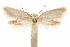 (Mendesia - CCDB-31442-C08)  @11 [ ] CreativeCommons - Attribution (2018) CBG Photography Group Centre for Biodiversity Genomics
