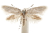  ( - CCDB-31442-C09)  @11 [ ] CreativeCommons - Attribution (2018) CBG Photography Group Centre for Biodiversity Genomics
