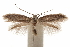  ( - CCDB-31442-C11)  @11 [ ] CreativeCommons - Attribution (2018) CBG Photography Group Centre for Biodiversity Genomics