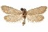  (Pliniaca aculeata - CCDB-31442-F01)  @11 [ ] CreativeCommons - Attribution (2018) CBG Photography Group Centre for Biodiversity Genomics