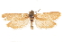  (Pliniaca caspiroletae - CCDB-31442-F02)  @11 [ ] CreativeCommons - Attribution (2018) CBG Photography Group Centre for Biodiversity Genomics