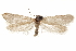 (Pliniaca sparsisquamella - CCDB-31442-F04)  @11 [ ] CreativeCommons - Attribution (2018) CBG Photography Group Centre for Biodiversity Genomics