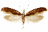  ( - CCDB-31442-G11)  @11 [ ] CreativeCommons - Attribution (2018) CBG Photography Group Centre for Biodiversity Genomics