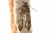  ( - CCDB-31442-H01)  @11 [ ] CreativeCommons - Attribution (2018) CBG Photography Group Centre for Biodiversity Genomics