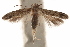  ( - CCDB-31442-H02)  @11 [ ] CreativeCommons - Attribution (2018) CBG Photography Group Centre for Biodiversity Genomics