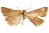  ( - CCDB-31442-H07)  @11 [ ] CreativeCommons - Attribution (2018) CBG Photography Group Centre for Biodiversity Genomics