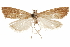  ( - CCDB-31442-H08)  @11 [ ] CreativeCommons - Attribution (2018) CBG Photography Group Centre for Biodiversity Genomics