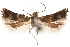  ( - CCDB-31541-G04)  @11 [ ] CreativeCommons - Attribution (2018) CBG Photography Group Centre for Biodiversity Genomics