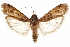  ( - CCDB-31541-H05)  @11 [ ] CreativeCommons - Attribution (2018) CBG Photography Group Centre for Biodiversity Genomics