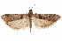  ( - CCDB-31541-H08)  @11 [ ] CreativeCommons - Attribution (2018) CBG Photography Group Centre for Biodiversity Genomics