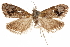  ( - CCDB-31541-H09)  @11 [ ] CreativeCommons - Attribution (2018) CBG Photography Group Centre for Biodiversity Genomics