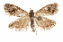  ( - CCDB-31541-H10)  @11 [ ] CreativeCommons - Attribution (2018) CBG Photography Group Centre for Biodiversity Genomics