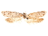 (Syntomaula simulatella - CCDB-31542-A02)  @11 [ ] CreativeCommons - Attribution (2018) CBG Photography Group Centre for Biodiversity Genomics