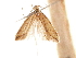  (Triclonella rhabdophora - CCDB-31542-A06)  @11 [ ] CreativeCommons - Attribution (2018) CBG Photography Group Centre for Biodiversity Genomics
