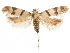  ( - CCDB-31542-B04)  @11 [ ] CreativeCommons - Attribution (2018) CBG Photography Group Centre for Biodiversity Genomics