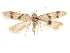  ( - CCDB-31542-B05)  @11 [ ] CreativeCommons - Attribution (2018) CBG Photography Group Centre for Biodiversity Genomics