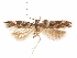  ( - CCDB-31542-C02)  @11 [ ] CreativeCommons - Attribution (2018) CBG Photography Group Centre for Biodiversity Genomics