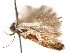  ( - CCDB-31542-C12)  @11 [ ] CreativeCommons - Attribution (2018) CBG Photography Group Centre for Biodiversity Genomics